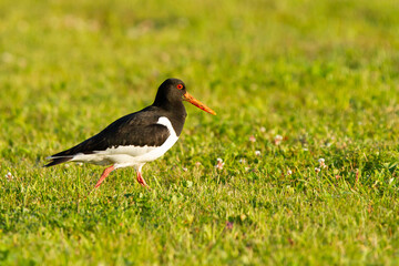 Haematopus ostralegus, black and white bird with orange beak on the grass