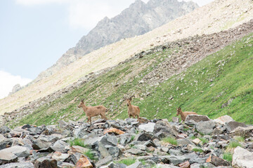 Wild mountain goats in the reserve in Russia