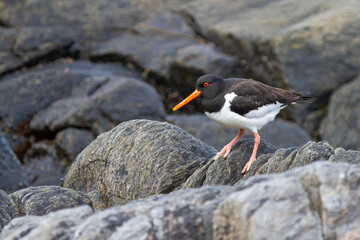 Haematopus ostralegus, Black and white seabird on the rock