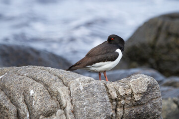 Haematopus ostralegus, Black and white seabird on the rock