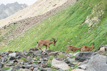 Wild mountain goats in the reserve in Russia