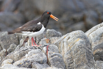 Haematopus ostralegus, Black and white seabird on the rock