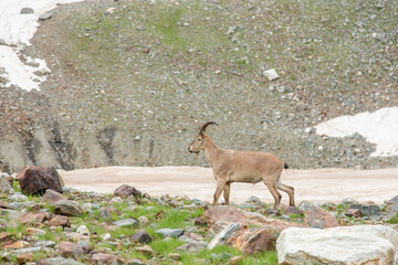 Wild mountain goats in the reserve in Russia