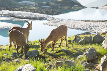 Wild mountain goats in the reserve in Russia