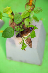 Beautiful butterfly in the Botanical garden in Phuket in Thailand