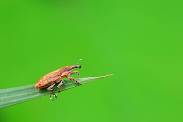 Weevil crawling on wild plants, North China