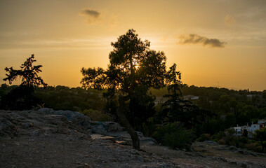 Plakat tree on acropolis in athens greece during sunset