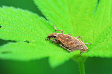 Weevil crawling on wild plants, North China