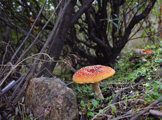 Amanita muscaria entre arboles