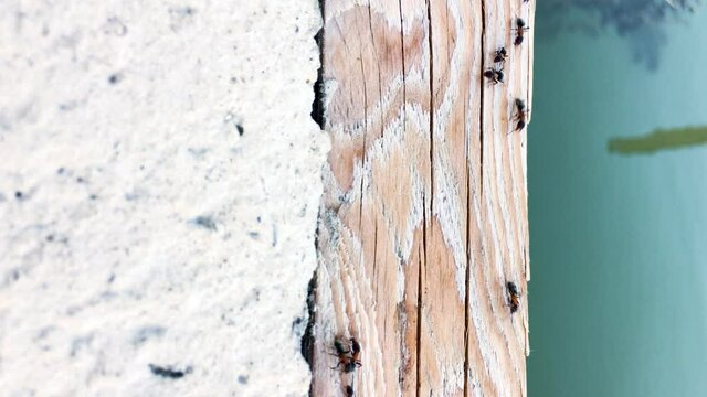 Group of black ants walking on wooden surface next to the water