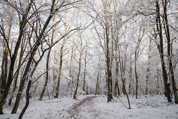 beautiful winter landscape  snow covered pine forest