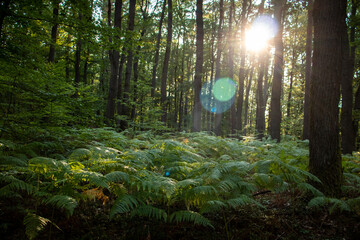 Sun shining through the trees along a walking path Elendsklamm on a summer evening in Germany.