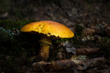 Yellow mushroom along a walking path in Elendsklamm on a summer evening near Miesau, Germany.