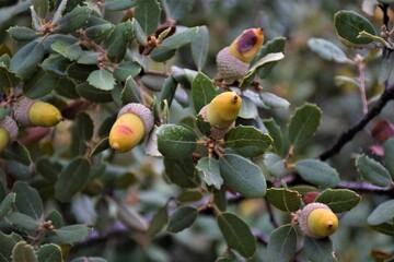 bellotas © Anna