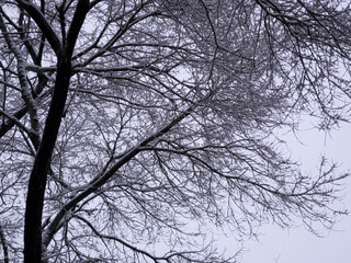 A tree under snowfall in winter.