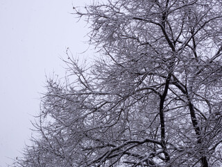 A tree under snowfall in winter.