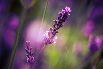 Beautiful closeup of lavender flowers in the garden. Sweet scented natural, vegan ingredient