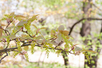 Acer davidii Detail Blüte und Austrieb