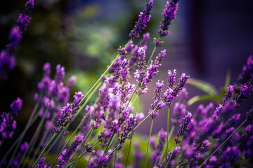 Beautiful closeup of lavender flowers in the garden. Sweet scented natural, vegan ingredient