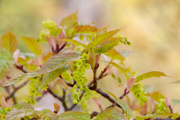 Acer davidii Detail Blüte und Austrieb
