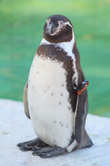 天王寺動物園のフンボルトペンギン