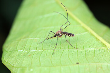 Mosquitoes live on the leaves of wild plants, North China