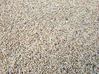 close up of a pile of dried herbs