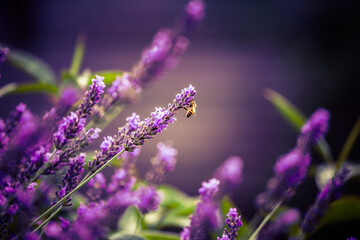 Beautiful closeup of lavender flowers in the garden. Sweet scented natural, vegan ingredient