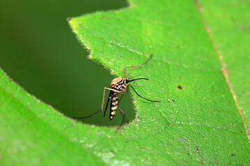 Mosquitoes live on the leaves of wild plants, North China