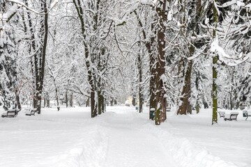 snow covered trees in the forest