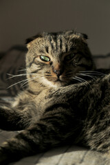 A lop-eared grey cat is lying on the sofa, licking his fur and yawning in the shadow.