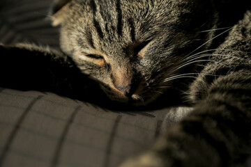 A lop-eared grey cat is lying on the sofa, licking his fur and yawning in the shadow.