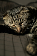 A lop-eared grey cat is lying on the sofa, licking his fur and yawning in the shadow.