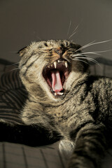 A lop-eared grey cat is lying on the sofa, licking his fur and yawning in the shadow.