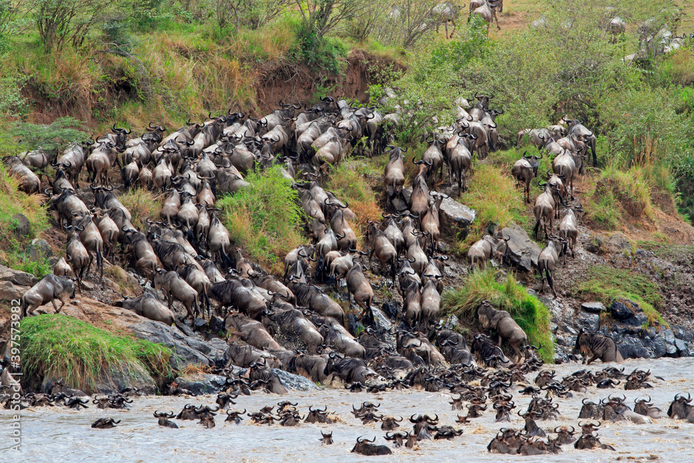 Poster Blue wildebeest (Connochaetes taurinus) crossing the Mara river, Masai Mara National Reserve, Kenya.