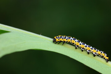 Lepidoptera Noctuidae larvae live on wild plants, North China