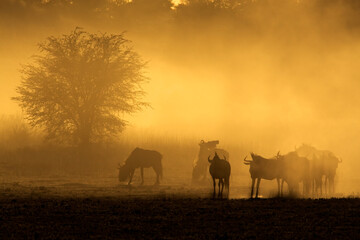 A blue wildebeest herd (Connochaetes taurinus) in dust at sunrise, Kalahari desert, South Africa.