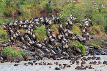 Blue wildebeest (Connochaetes taurinus) crossing the Mara river, Masai Mara National Reserve, Kenya.