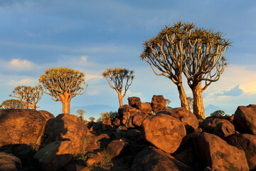 Scenic landscape with quiver trees (Aloe dichotoma) against a cloudy sky, Namibia.