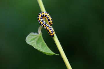 Lepidoptera Noctuidae larvae live on wild plants, North China