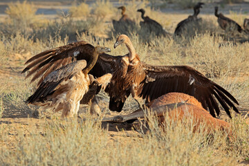 White-backed vultures (Gyps africanus) scavenging on a carcass, South Africa.