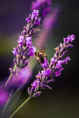 Beautiful closeup of lavender flowers in the garden. Sweet scented natural, vegan ingredient