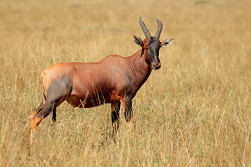 A topi antelope (Damaliscus korrigum) in grassland, Masai Mara National Reserve, Kenya.