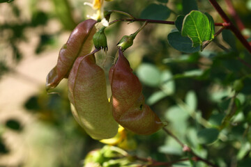 Senna plant ; Senna, Cassia angustifolia