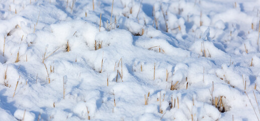 Snow on dry grass. Nature