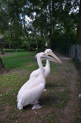 White Pelican - Pelecanus onocrotalus in Frankfurt zoo