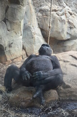 Gorilla - (Gorilla gorilla) in Frankfurt zoo