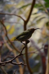 Frankfut am Main zoo, Germany