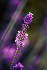 Beautiful closeup of lavender flowers in the garden. Sweet scented natural, vegan ingredient