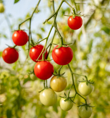Red tomatoes on a plant